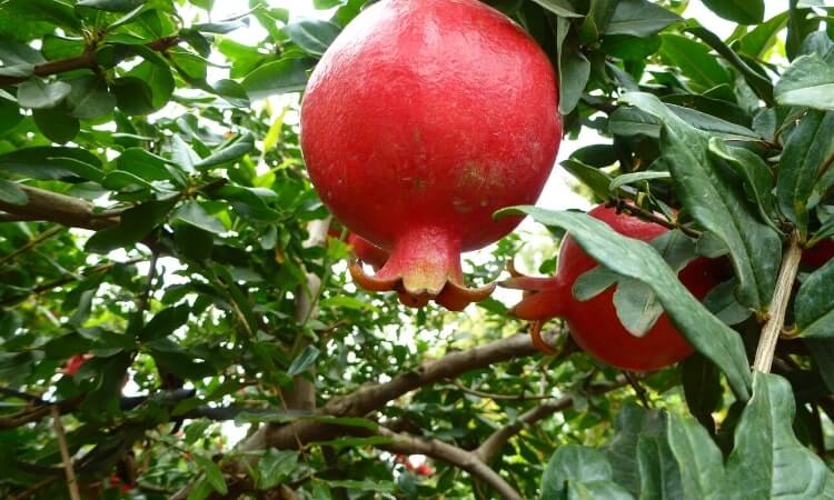 pomegranate exporter