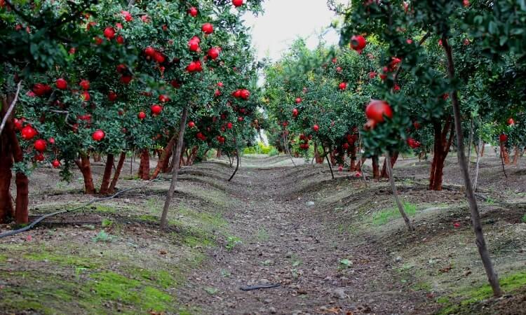 pomegranate exporter