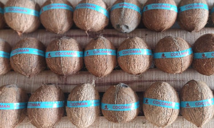 coconut exporter
