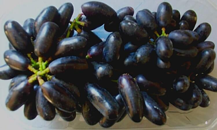 grapes exporter