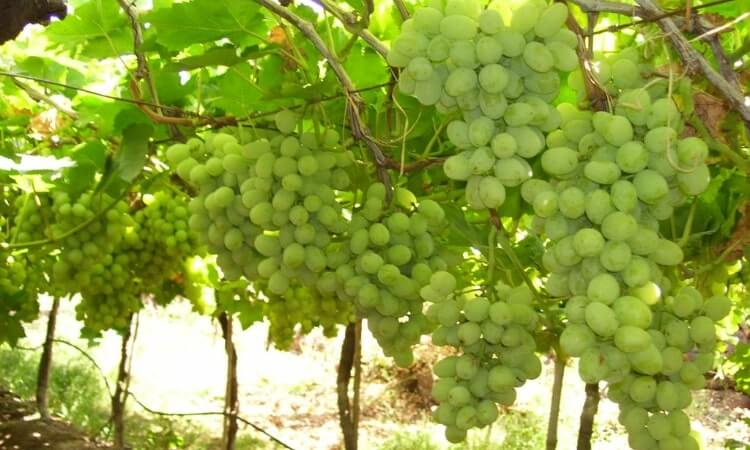 grapes exporter