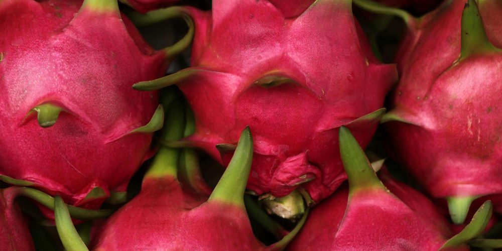 indian dragon fruit exporter